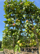 Svævende hæk af Malus domestica Notarisappel i efteråret, der står som en hævet, levende mur dækket af grønt løv og store gulgrønne spiseæbler.