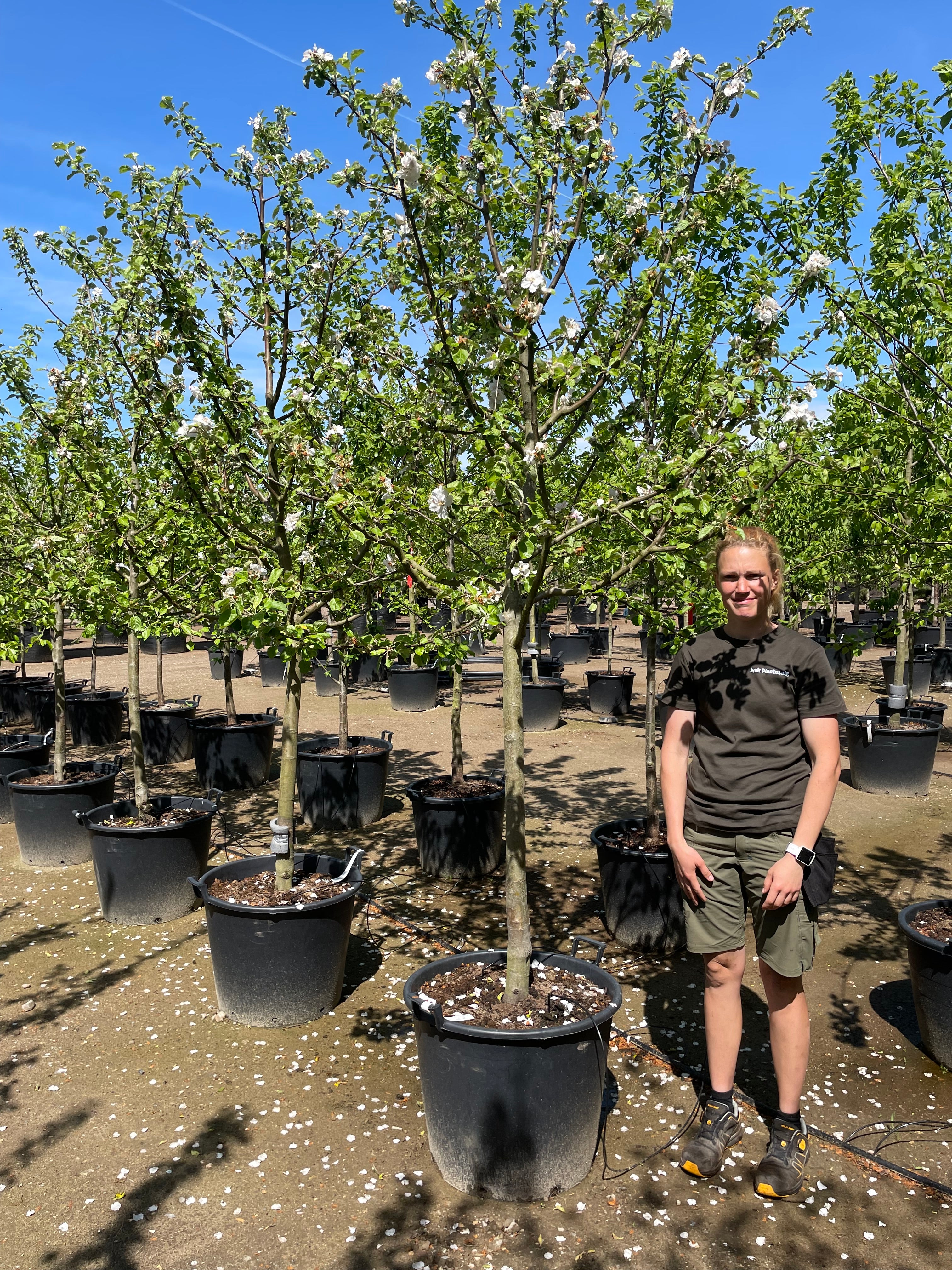 Halvstammet æbletræ, Malus domestica Rød Boskoop, i tidlig blomstring.