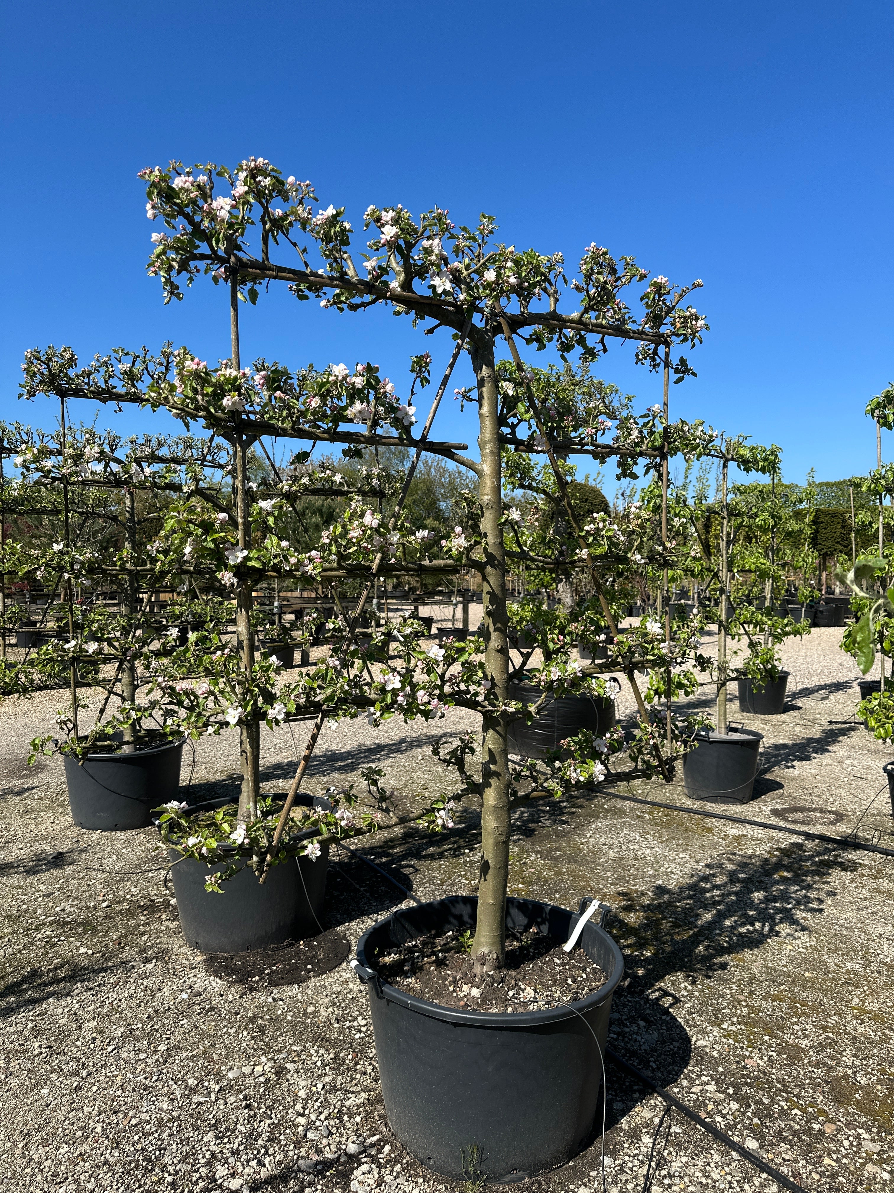 Hvide og sartrosa forårsblomster, der sidder i tætte klaser langs de vandrette, espalierede grene på et Schone Boskoop æbletræ.