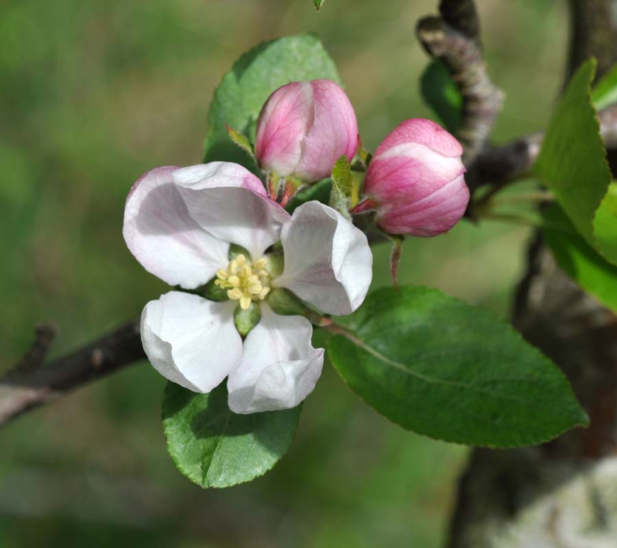 Smukke, tætte blomsterklaser i hvide og sart lyserøde nuancer på et Summerred æbletræ i foråret.
