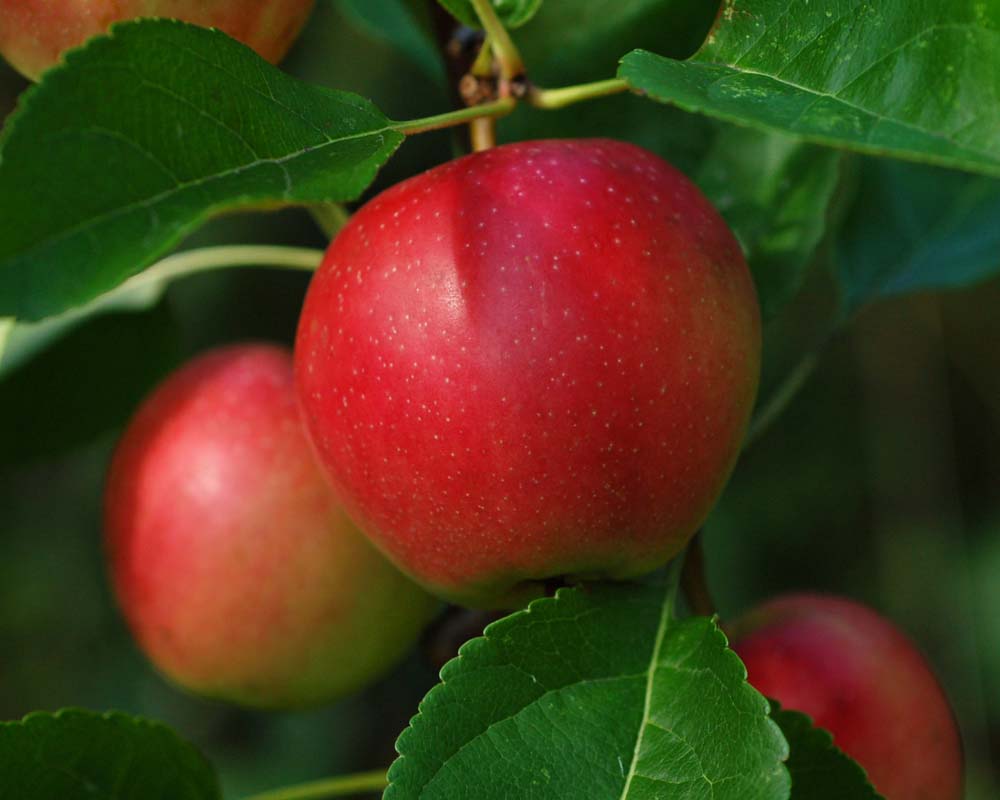 Et sprødt og flot mørkerødt Summerred-sommeræble omgivet af friske, grønne blade i sensommeren.