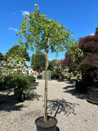 Ovale, lysegrønne sommerblade på det opstammede hængeparadisæble, Malus hybrid Red Jade.