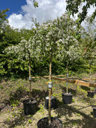 Hvide forårsblomster på de hængende grene af et opstammet paradisæbletræ med det botaniske navn Malus hybrid Red Jade.