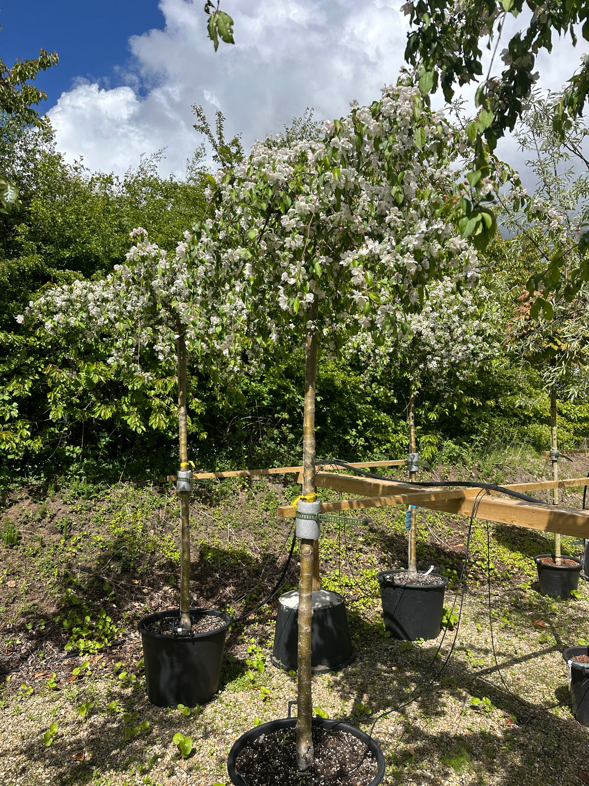 Hvide forårsblomster på de hængende grene af et opstammet paradisæbletræ med det botaniske navn Malus hybrid Red Jade.