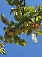 kirsebærrøde og gul-orange paradisæbler på et Malus Red Sentinel prydtræ.