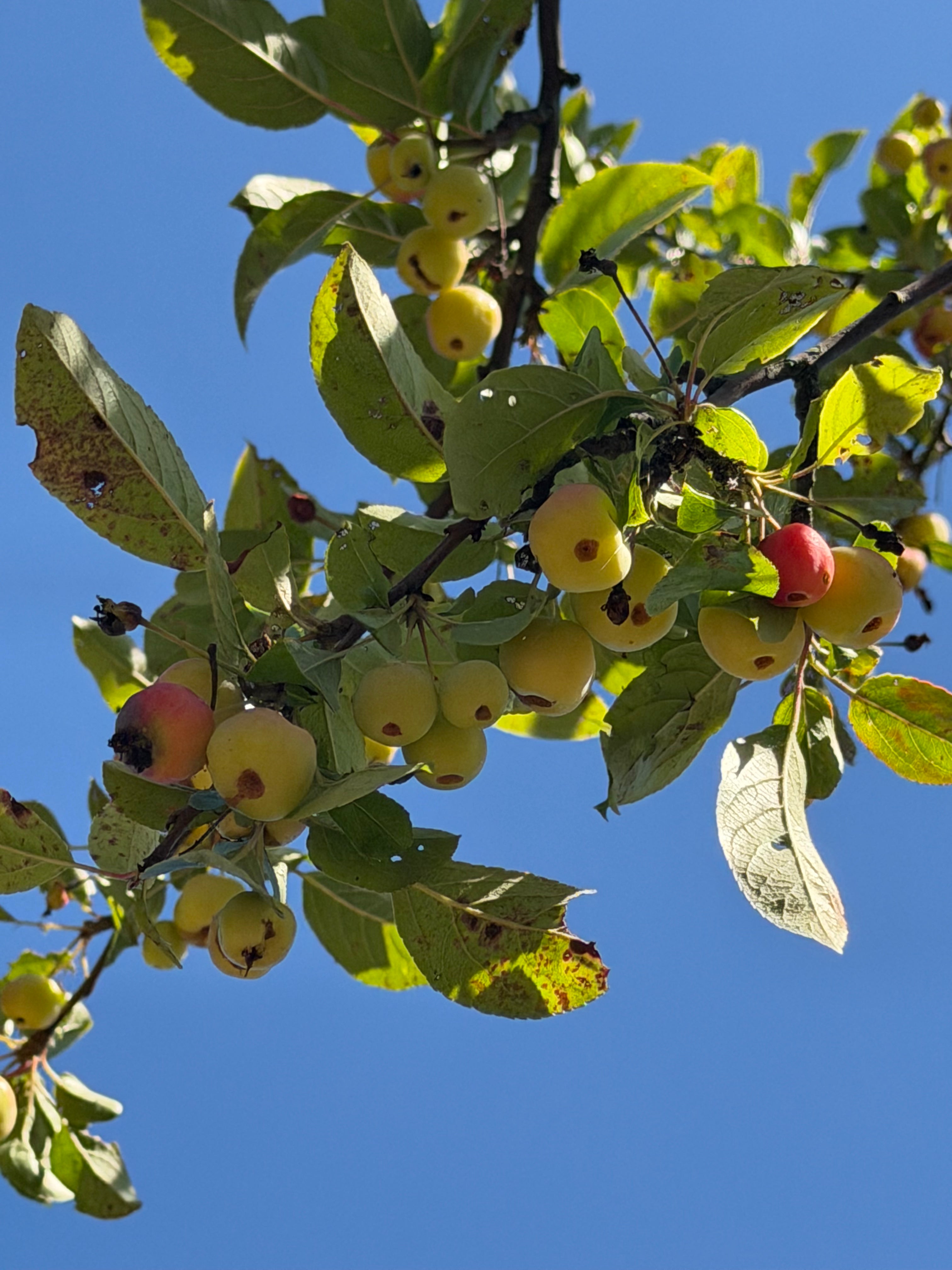 kirsebærrøde og gul-orange paradisæbler på et Malus Red Sentinel prydtræ.