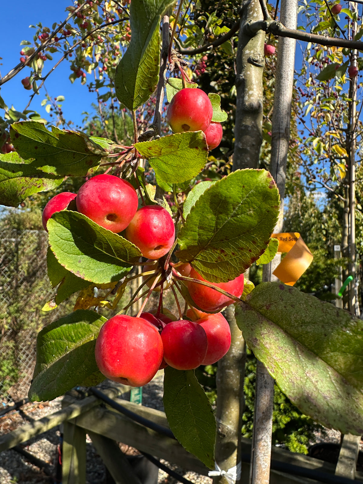 Blanke, kirsebærrøde paradisæbler på en gren af et opstammet Malus hybrid Red Sentinel, der viser frugternes faste struktur og dybe røde farve helt tæt på.