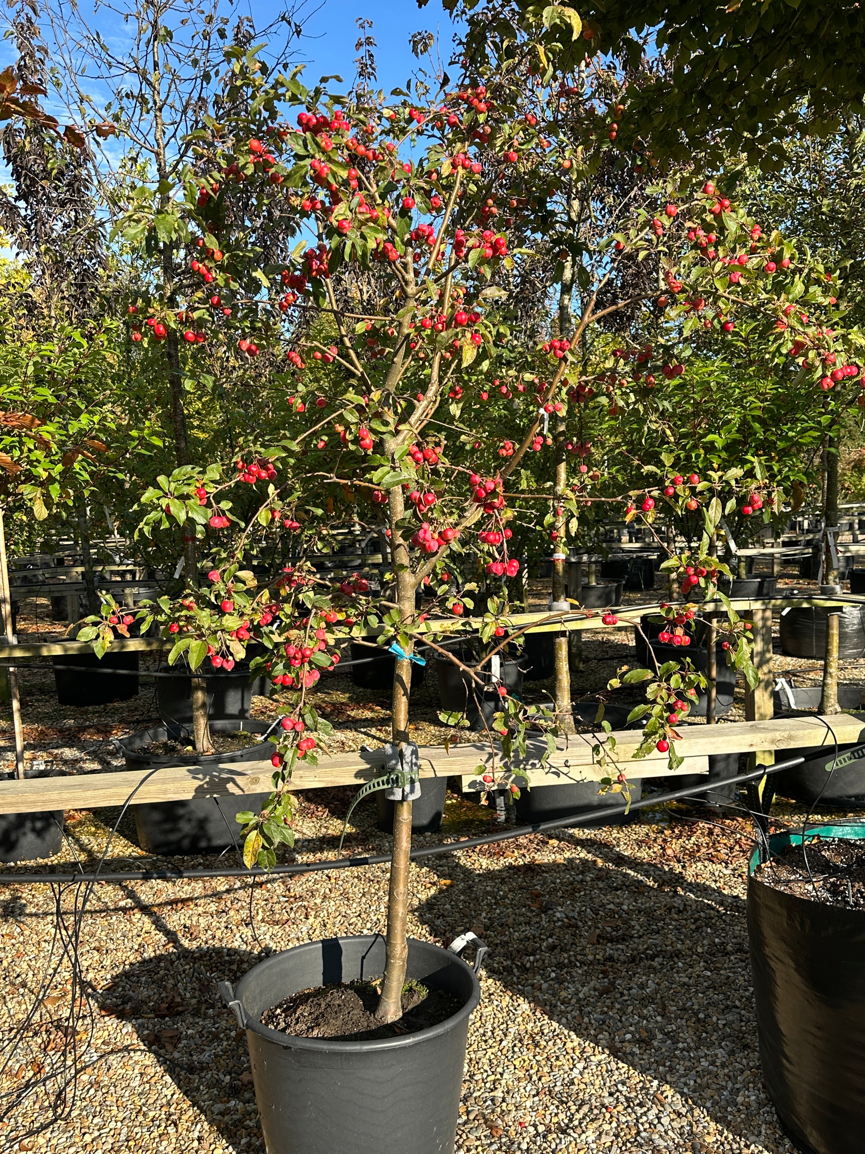 Ovale, glinsende mørkegrønne blade på et paradisæbletræ, Malus hybrid Red Sentinel, som omkranser store klaser af skinnende, dybrøde æbler.