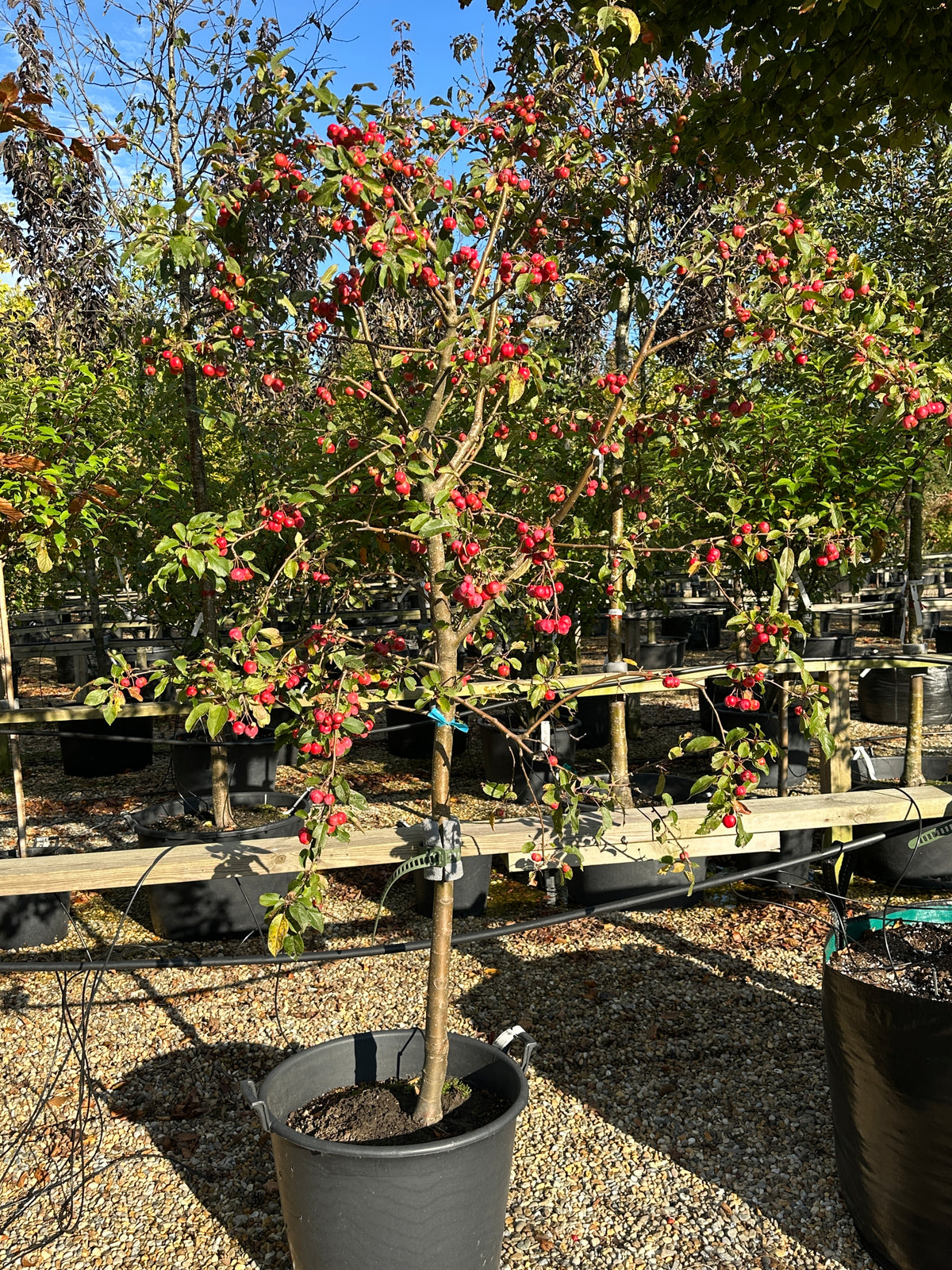 Ovale, glinsende mørkegrønne blade på et paradisæbletræ, Malus hybrid Red Sentinel, som omkranser store klaser af skinnende, dybrøde æbler.