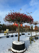 'Red Sentinel'-paradisæbletræ, hvor de karakteristiske små, dybrøde paradisæbler hænger i tætte klaser på de nøgne grene, dækket af et fint lag hvid sne.
