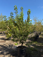 En tæt og bred Almindelig vildæble-busk - Malus sylvestris.