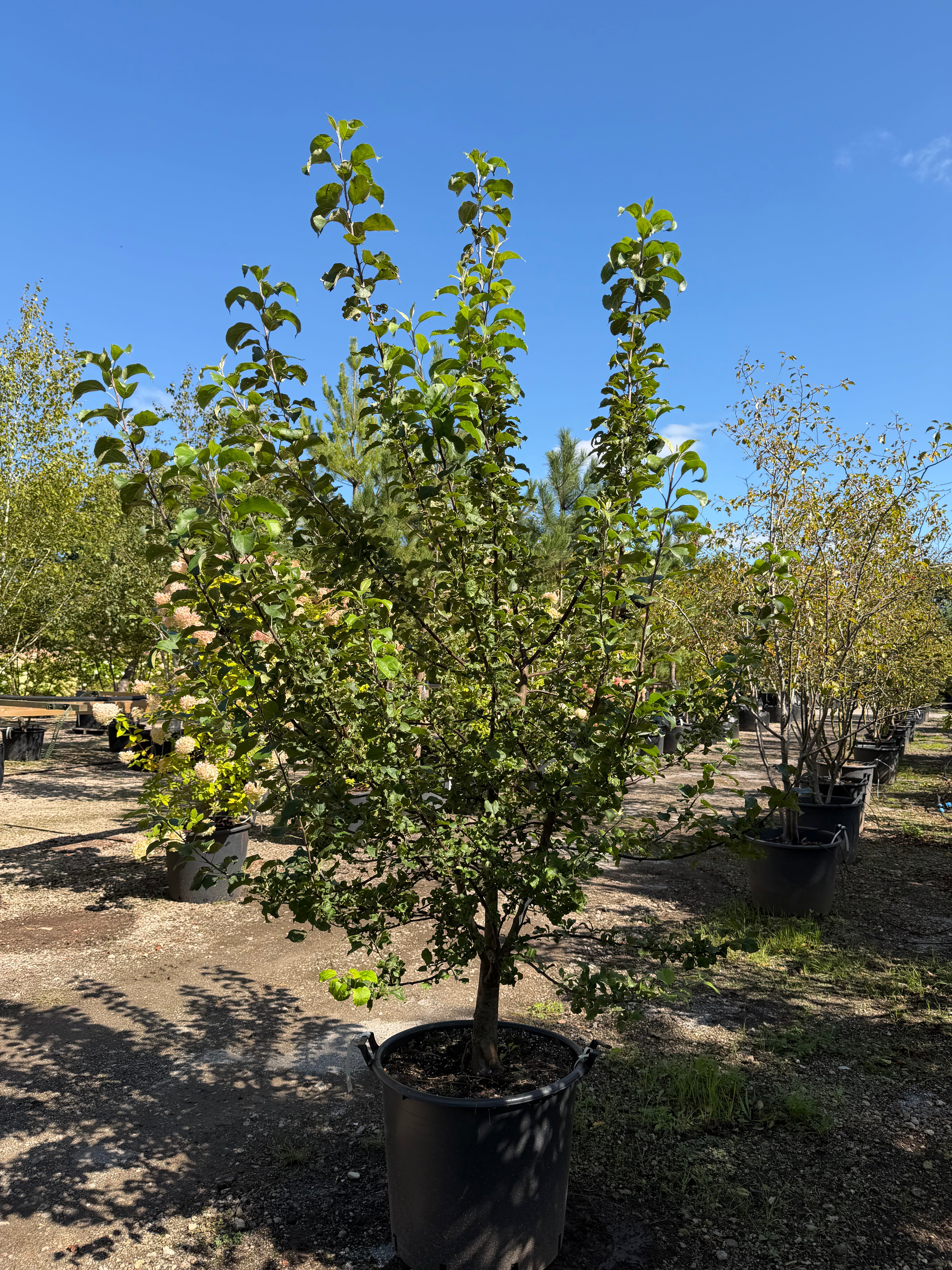 En tæt og bred Almindelig vildæble-busk - Malus sylvestris.