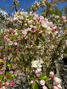 Cremehvide, åbne blomster og fine rosa blomsterknopper på en gren af et multistammet paradisæbletræ med det botaniske navn Malus toringo.