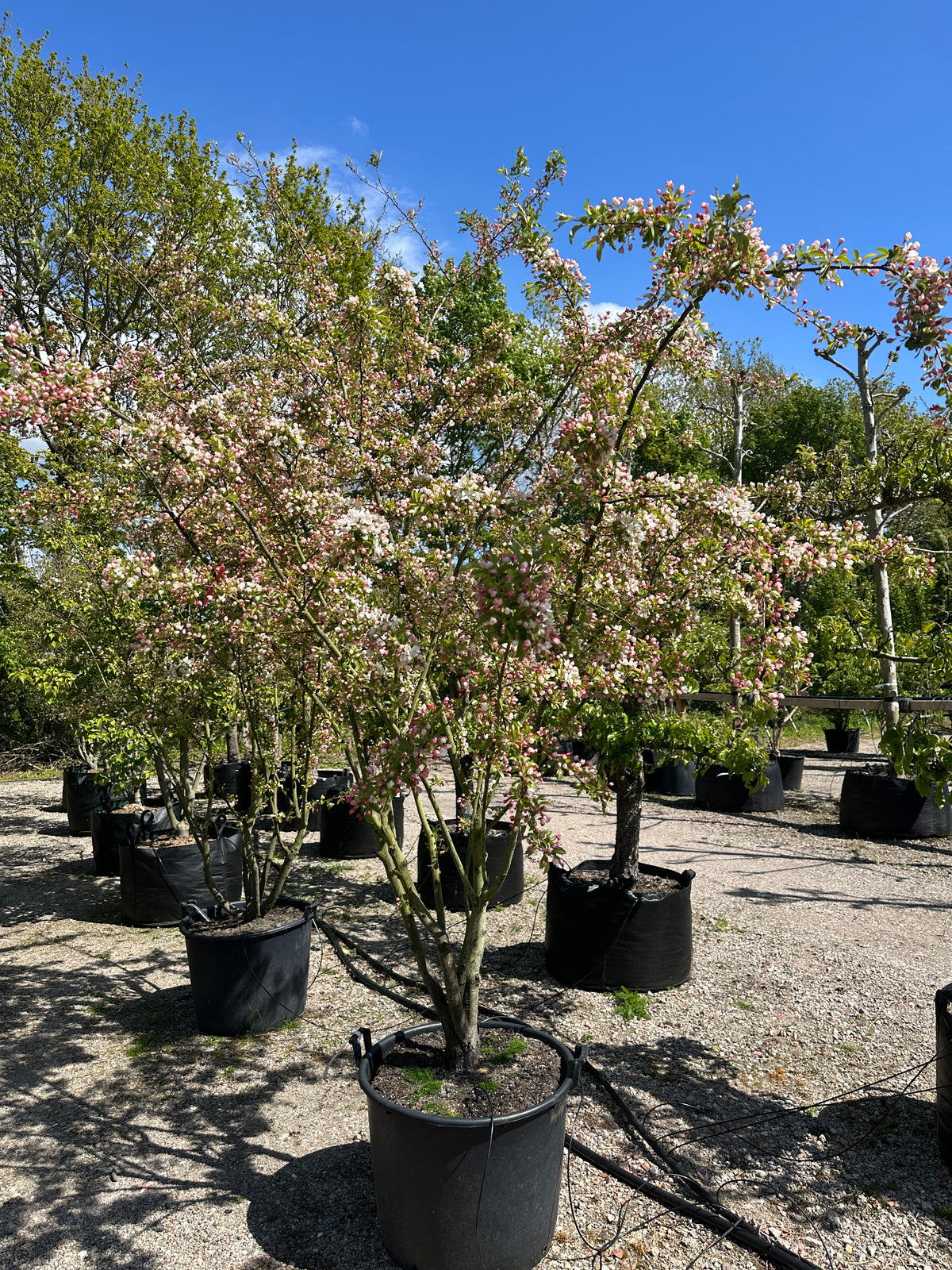 Multistammede paradisæbletræ, Malus toringo, hvor de mange synlige stammer bærer en bred krone på vej i forårsblomstring.