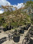 Multistammede paradisæbletræ, Malus toringo, hvor de mange synlige stammer bærer en bred krone i hvid forårsblomstring.
