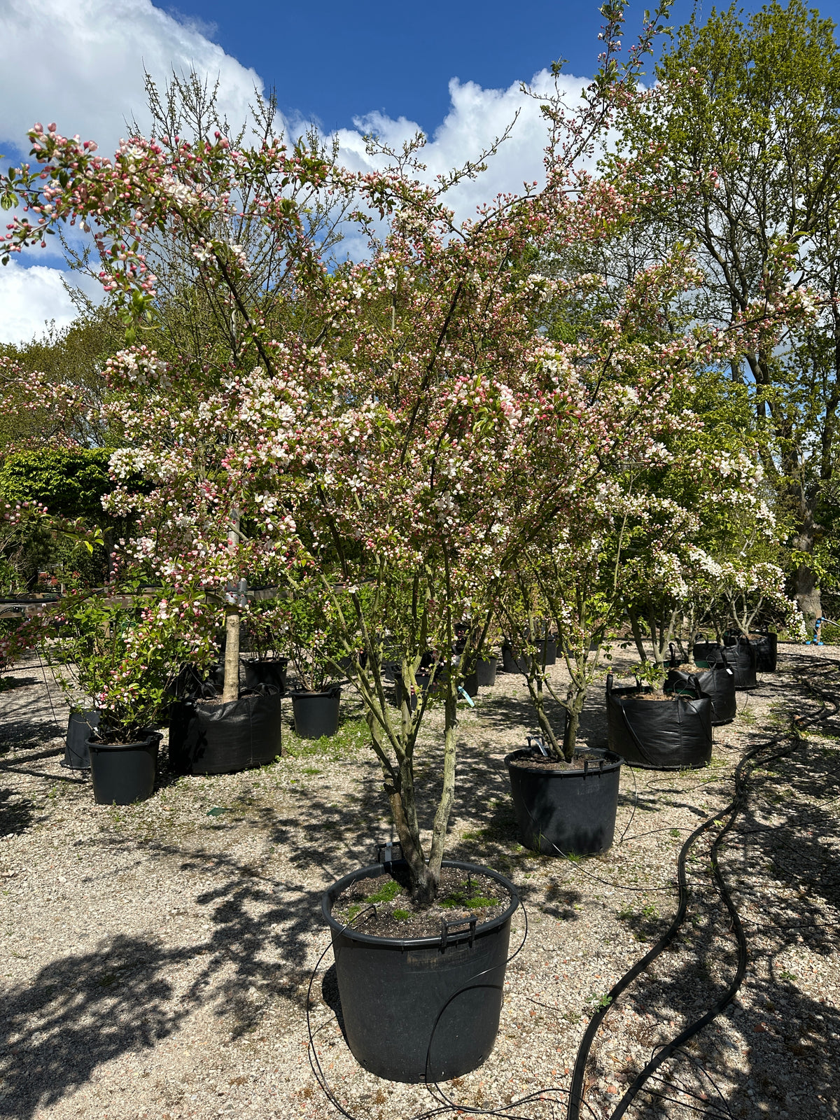 Multistammede paradisæbletræ, Malus toringo, hvor de mange synlige stammer bærer en bred krone i hvid forårsblomstring.