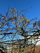 Små, modne gule paradisæbler, som sidder tæt på de rå, nøgne grene af det tagklippede paradisæbletræ, Malus toringo, efter løvfald.