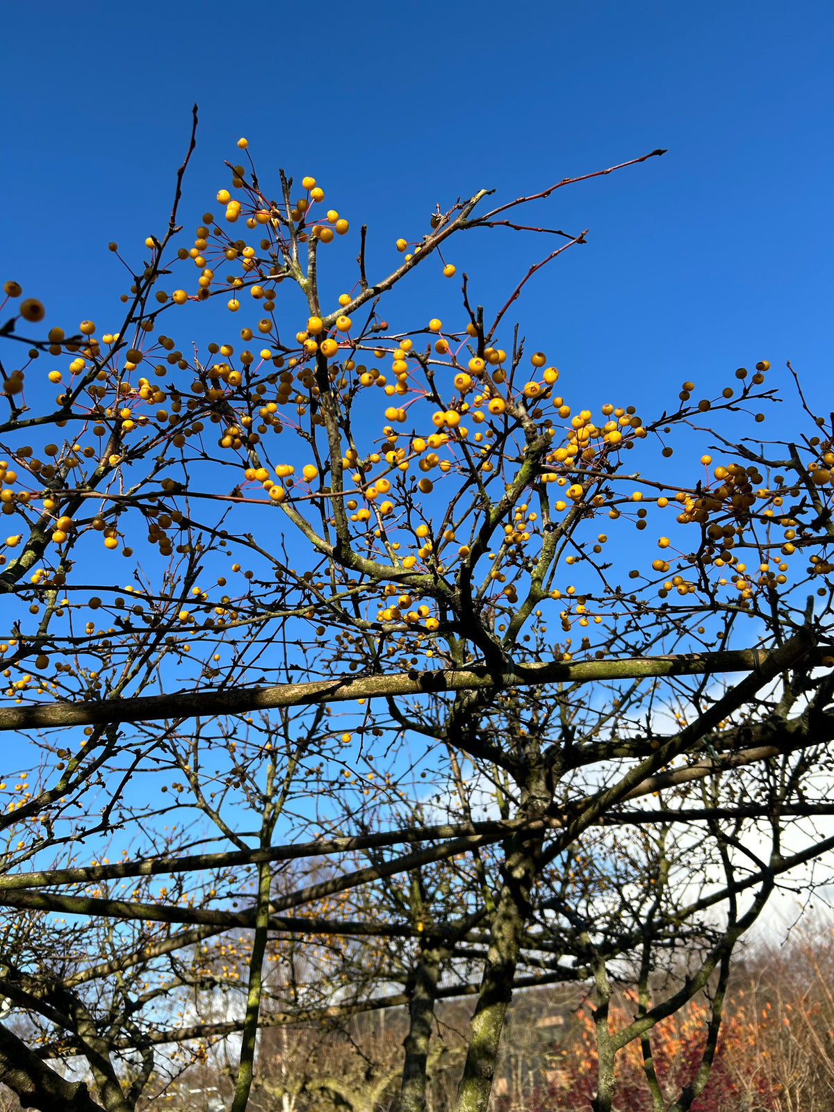 Små, modne gule paradisæbler, som sidder tæt på de rå, nøgne grene af det tagklippede paradisæbletræ, Malus toringo, efter løvfald.