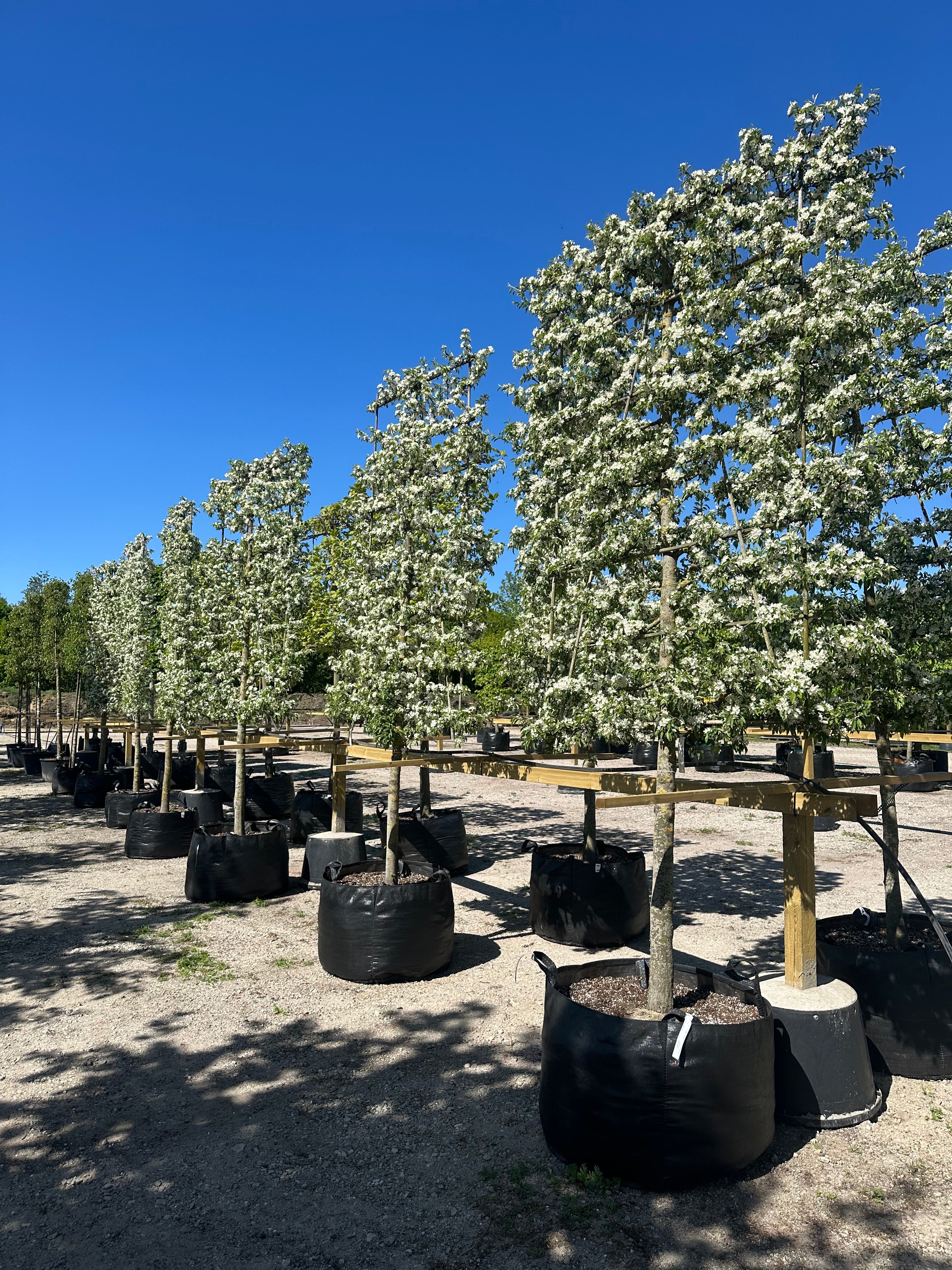 Svævende paradisæblehæk i maj dækket af et overdådigt, tæt hav af hvide forårsblomster.