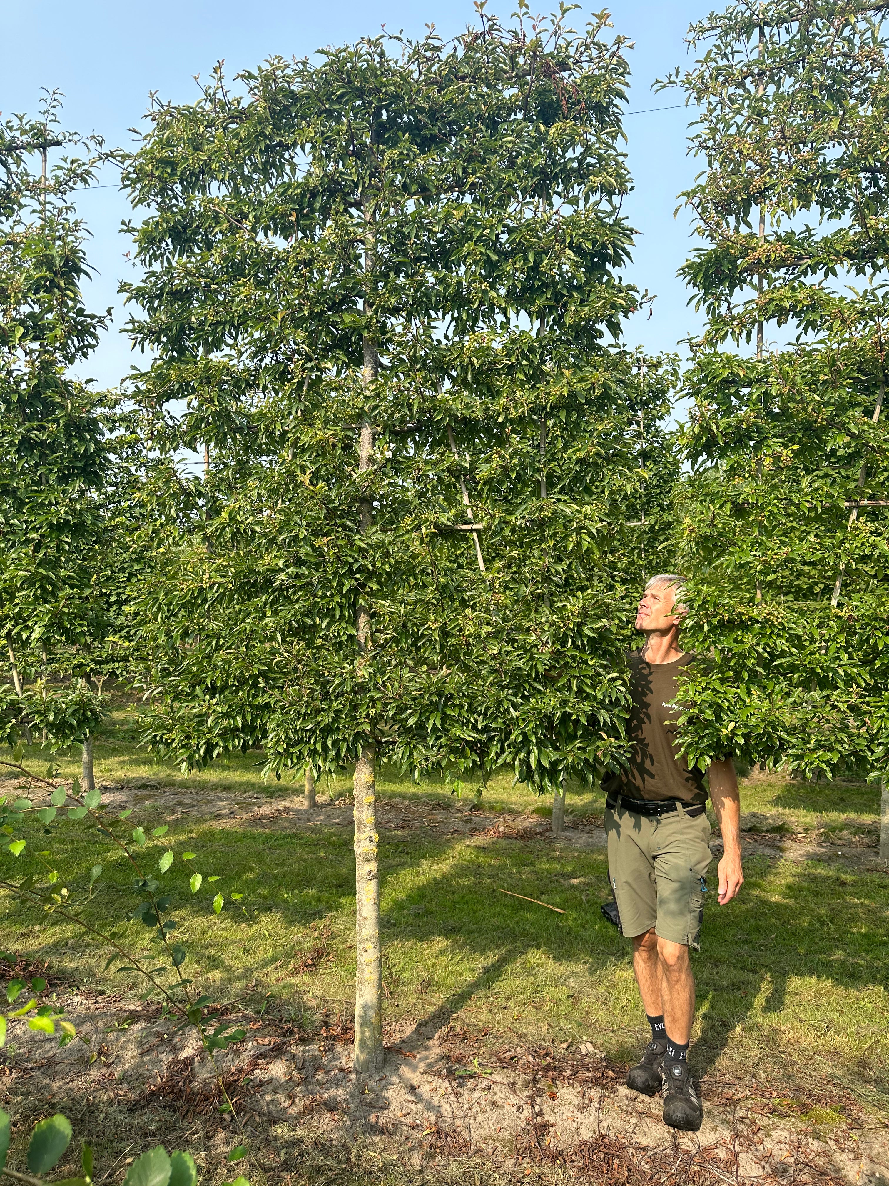 Svævende hæk af Malus toringo med en lige, bar stamme og en tæt, firkantet krone.