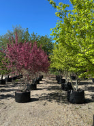 Multistammede paradisæbletræ, Malus toringo Freja, hvor de mange synlige stammer fra bunden bærer en bred krone i fuld, pink forårsblomstring.