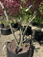 Multistammede paradisæbletræ, Malus toringo Freja, hvor de mange synlige stammer fra bunden bærer en bred krone i fuld, pink forårsblomstring.