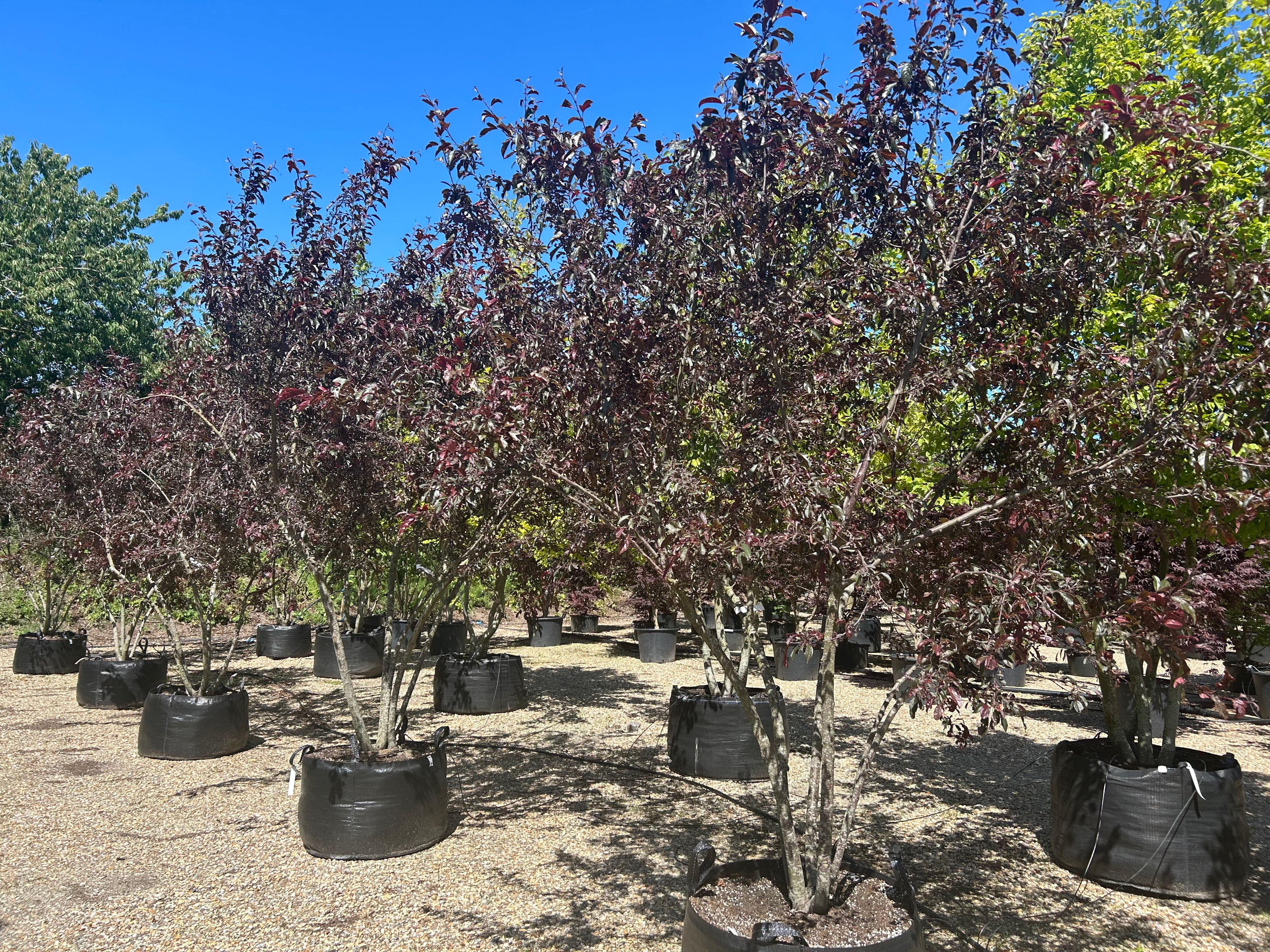 De lappede blade på et multistammet paradisæbletræ med det botaniske navn Malus toringo Scarlett, som tydeligt viser den dybe, mørkerøde og lilla farve i forårssolen.