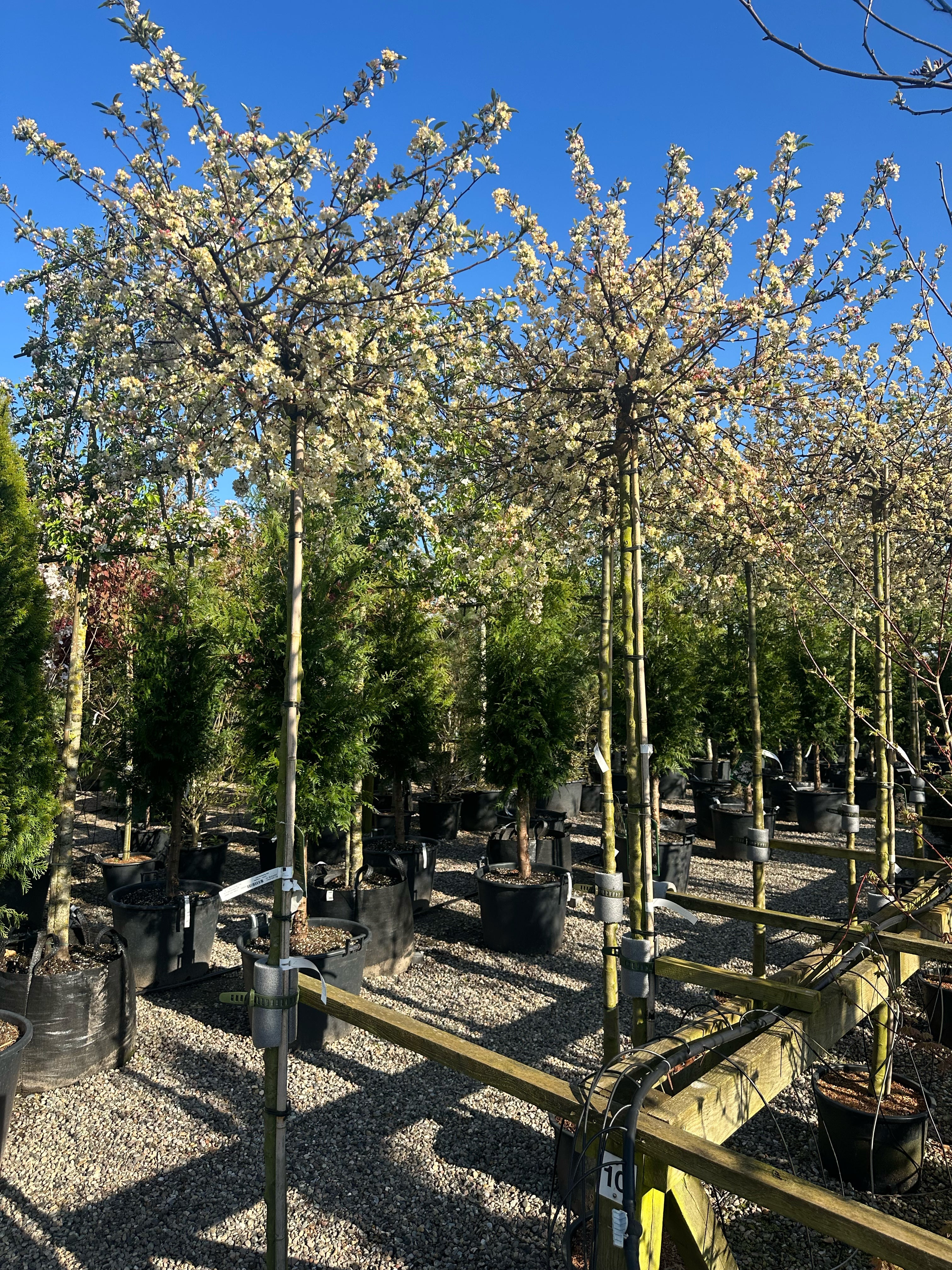 Fuldt udsprungne, cremehvide blomster med fine gule støvdragere på en Malus toringo Tina.