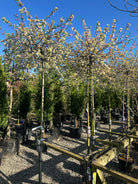 Fuldt udsprungne, cremehvide blomster med fine gule støvdragere på en Malus toringo Tina.