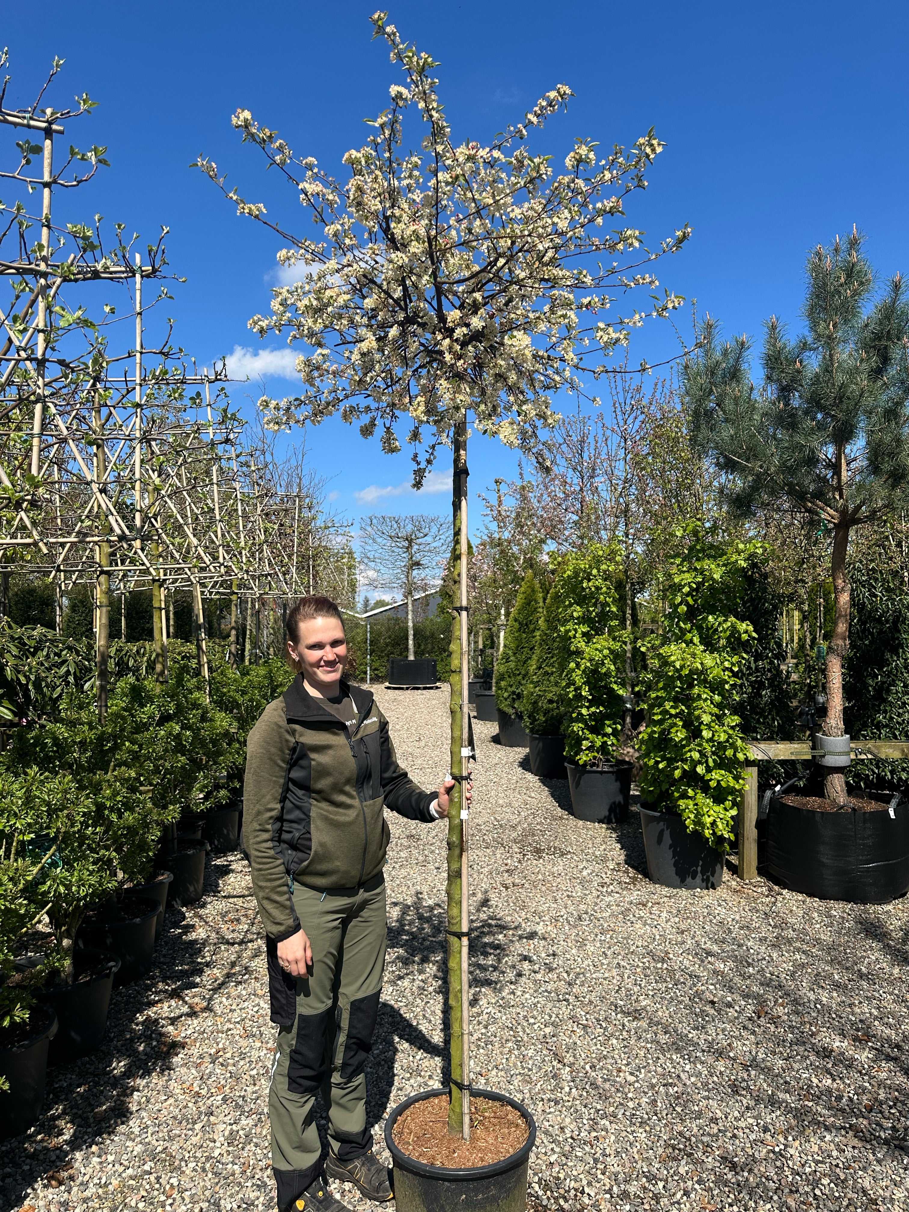 Fuldt udsprungne, cremehvide blomster med fine gule støvdragere på en Malus toringo Tina.