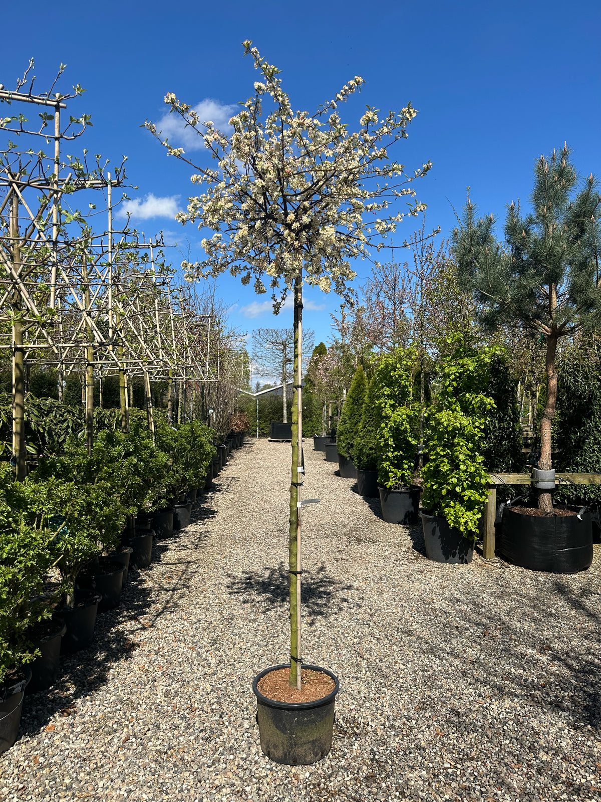 Opstammede paradisæbletræ, Malus toringo Tina, hvor hele den kompakte krone er forvandlet til en stor, sky af hvide blomster på en ren stamme.