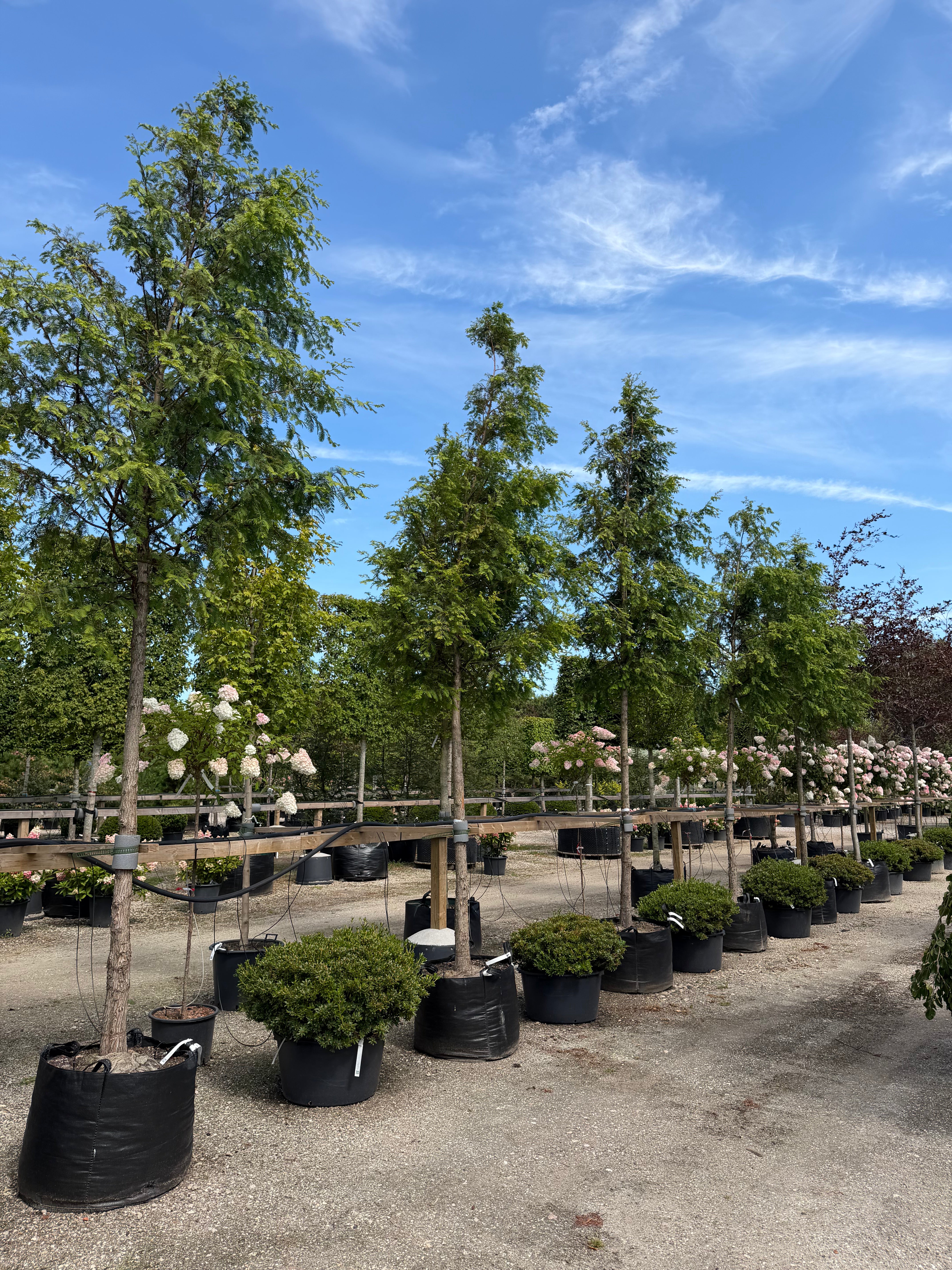 Opstammet vandgran - Metasequoia glyptostroboides med en enkelt, lige stamme og en tæt, kegleformet krone af bløde, lysegrønne nåle.