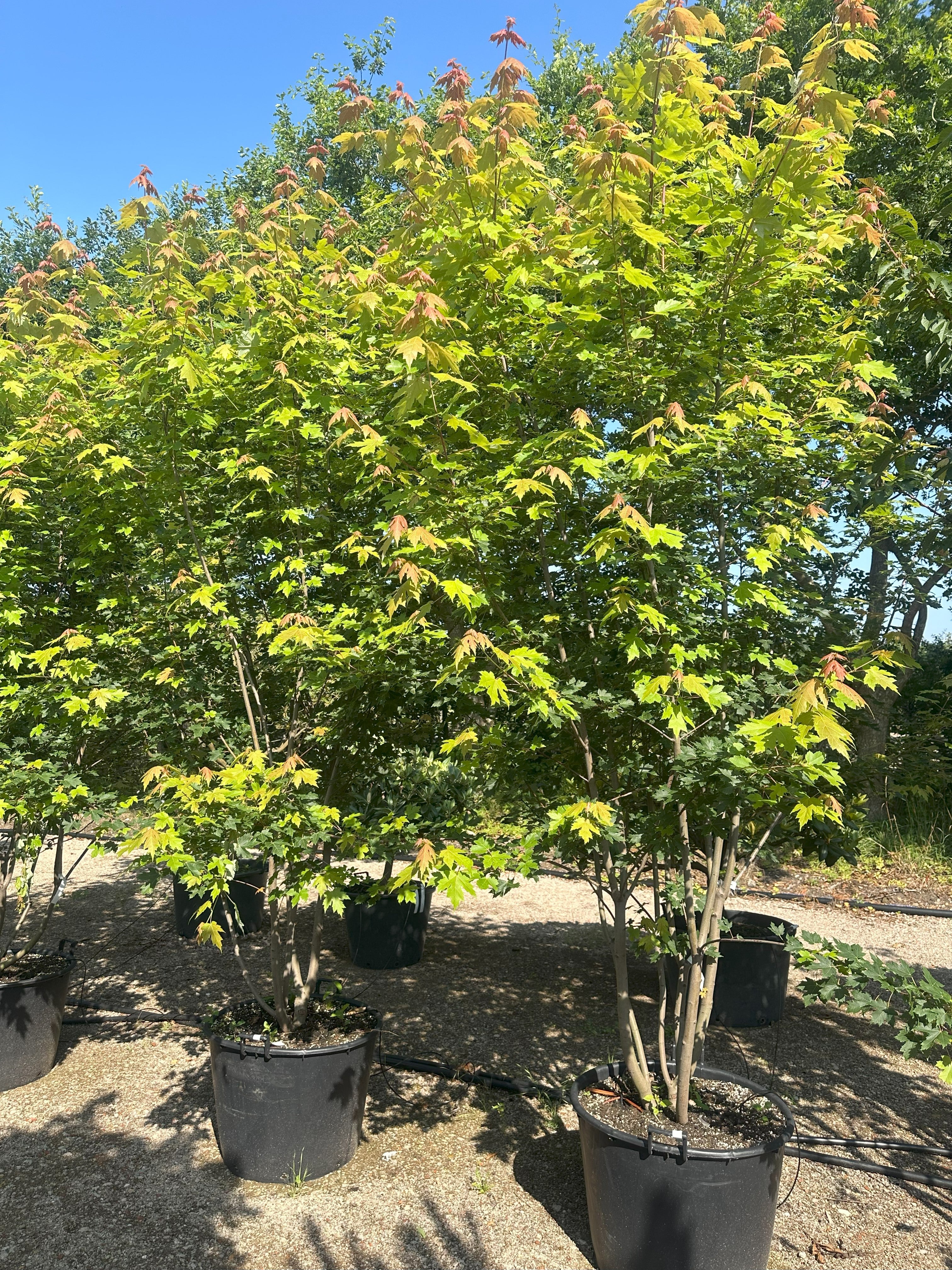 Række af 'Autumn Blaze' ahorn med frisk grønt løv om sommeren.