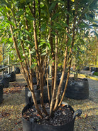 Kraftige stammer på multistammede kirsebærlaurbær Genolia, der er stedsegrøn og vil pryde haven også om vinteren. 