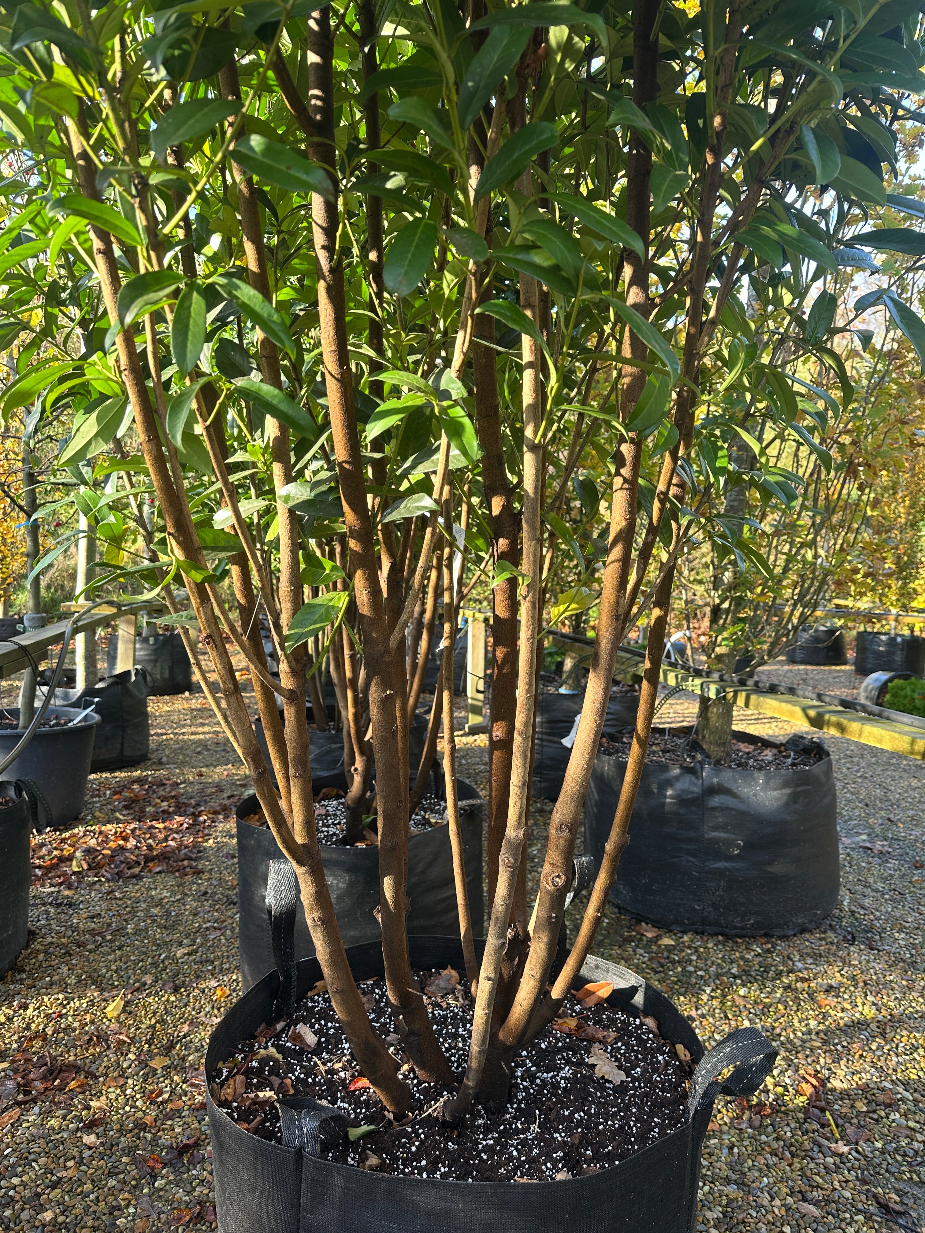 Kraftige stammer på multistammede kirsebærlaurbær Genolia, der er stedsegrøn og vil pryde haven også om vinteren. 