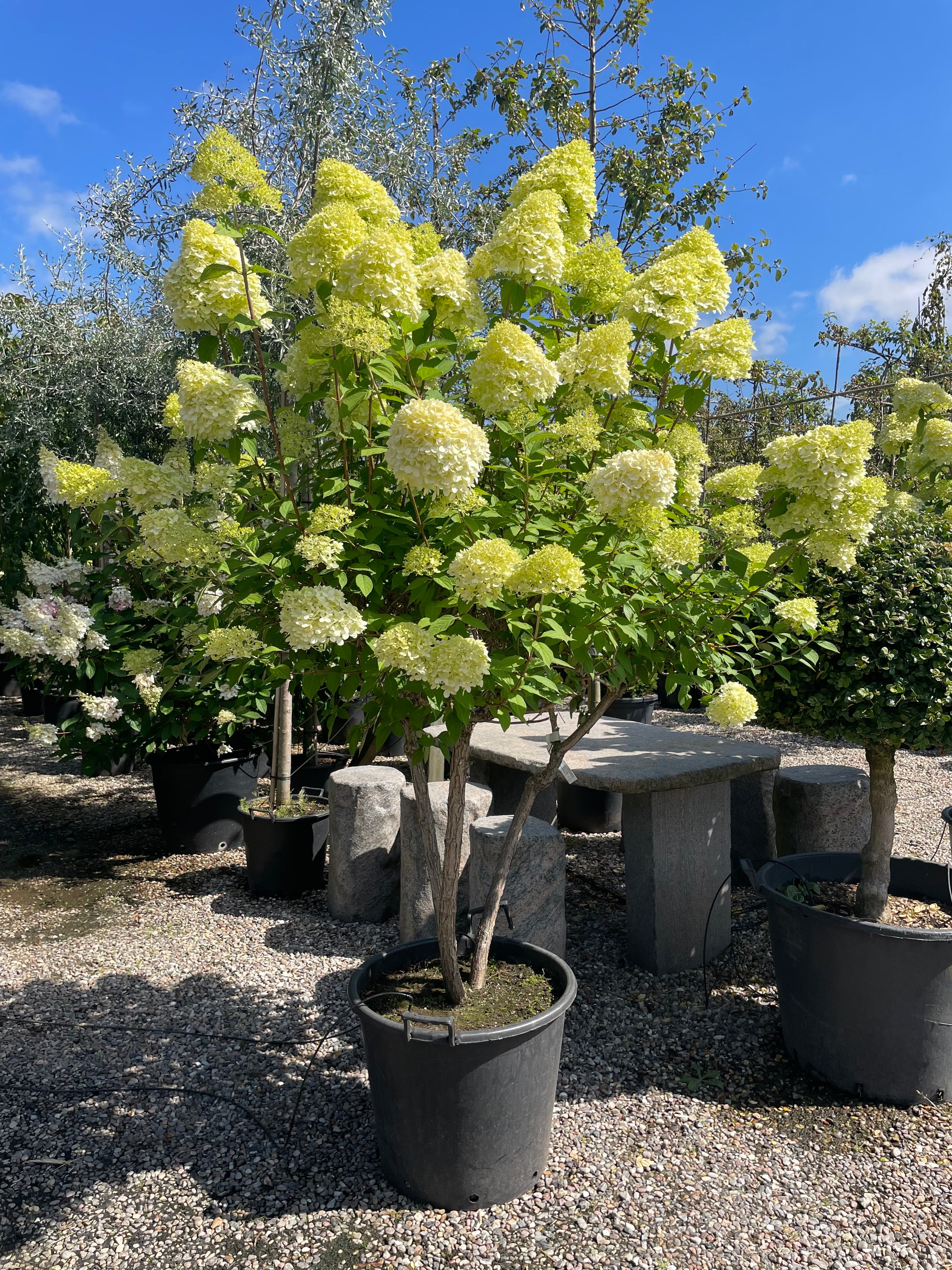 Multistammet syrenhortensia Limelight med flere stærke hovedstammer fra bunden og store, limegrønne og cremehvide blomsterklaser.