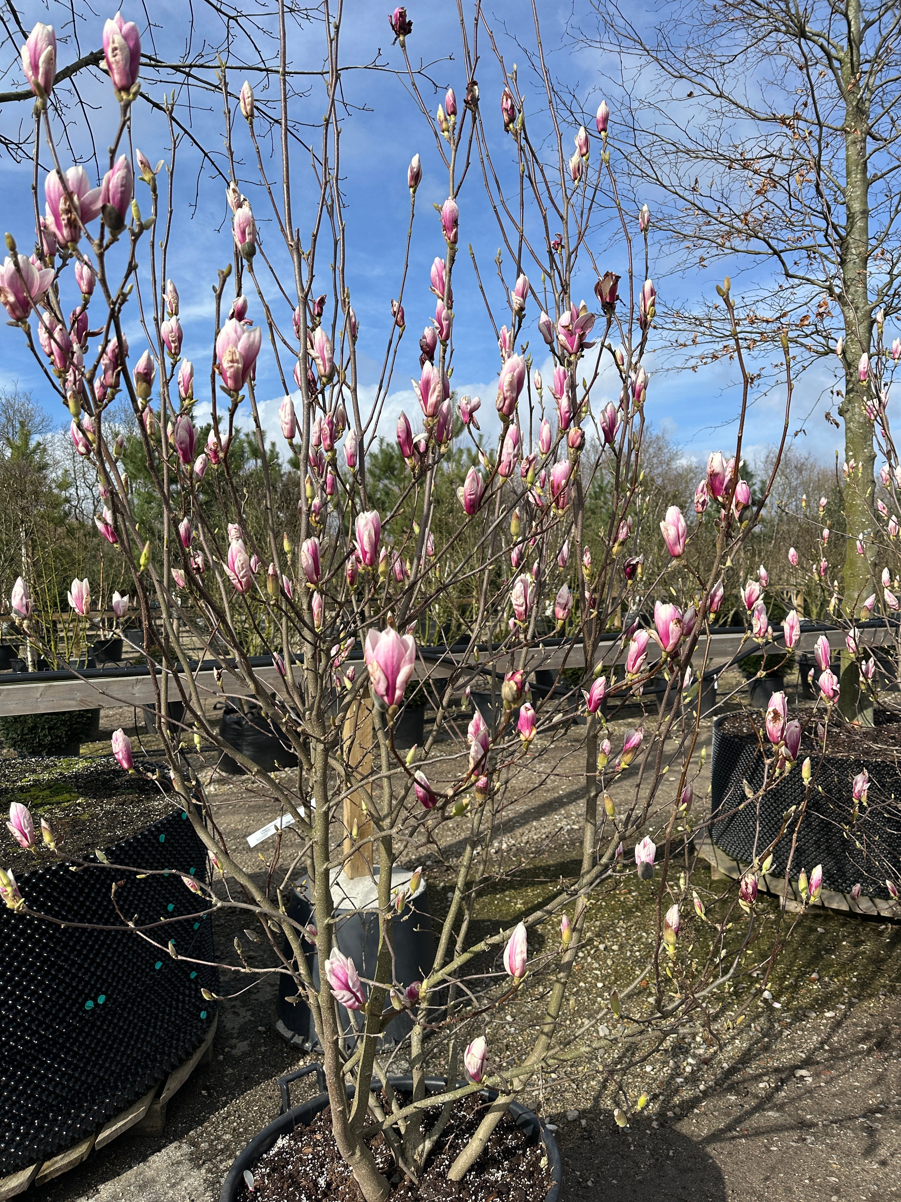 Multistammet Magnolia soulangeana i forårsblomstring med store rosa og hvide tulipanblomster.