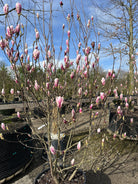 Multistammet Magnolia soulangeana i forårsblomstring med store rosa og hvide tulipanblomster.