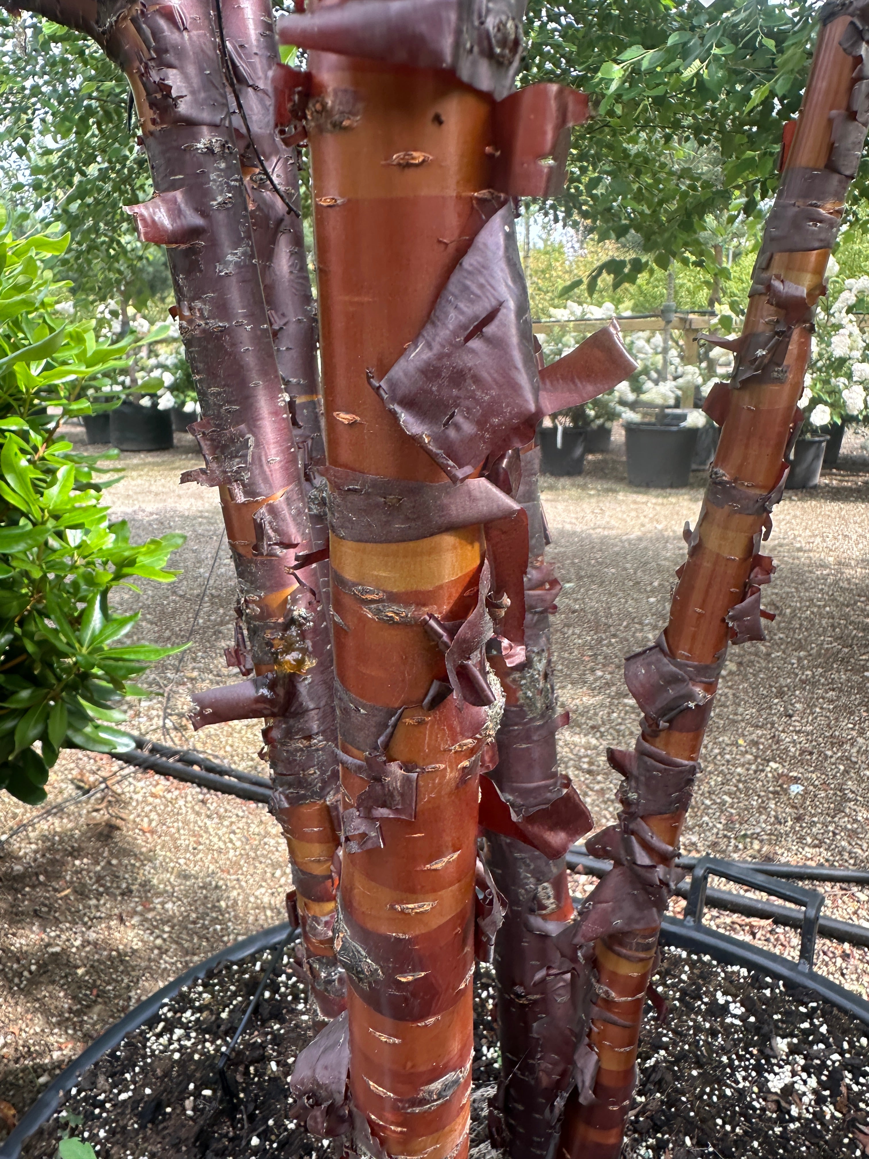 Nærbillede af stammerne på et flerstammet Tibetansk kirsebær - Prunus serrula, der viser den skinnende, mahognirøde bark, som skaller af i papirtynde, vandrette strimler.