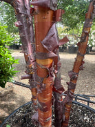 Nærbillede af stammerne på et flerstammet Tibetansk kirsebær - Prunus serrula, der viser den skinnende, mahognirøde bark, som skaller af i papirtynde, vandrette strimler.
