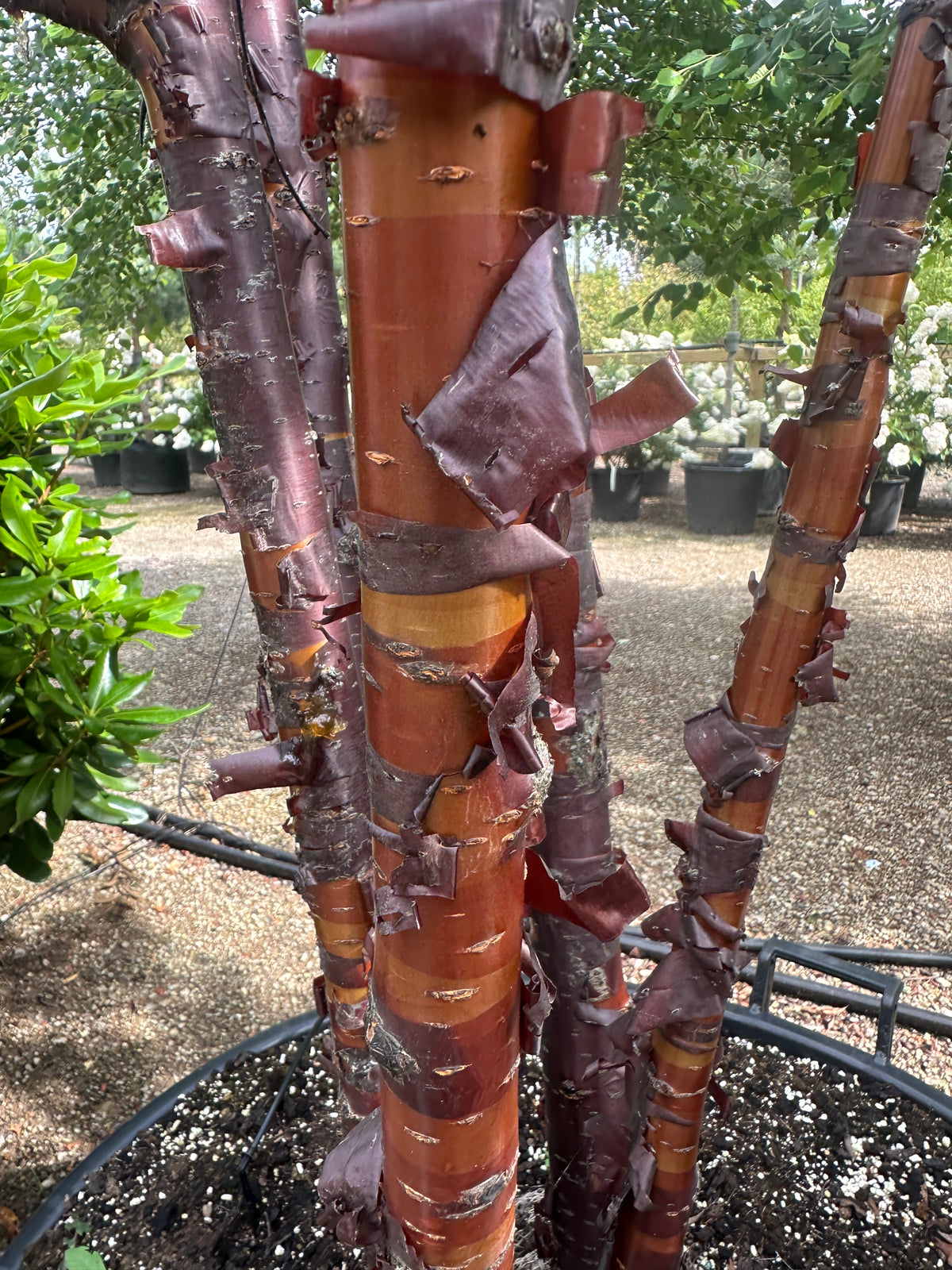 Nærbillede af stammerne på et flerstammet Tibetansk kirsebær - Prunus serrula, der viser den skinnende, mahognirøde bark, som skaller af i papirtynde, vandrette strimler.