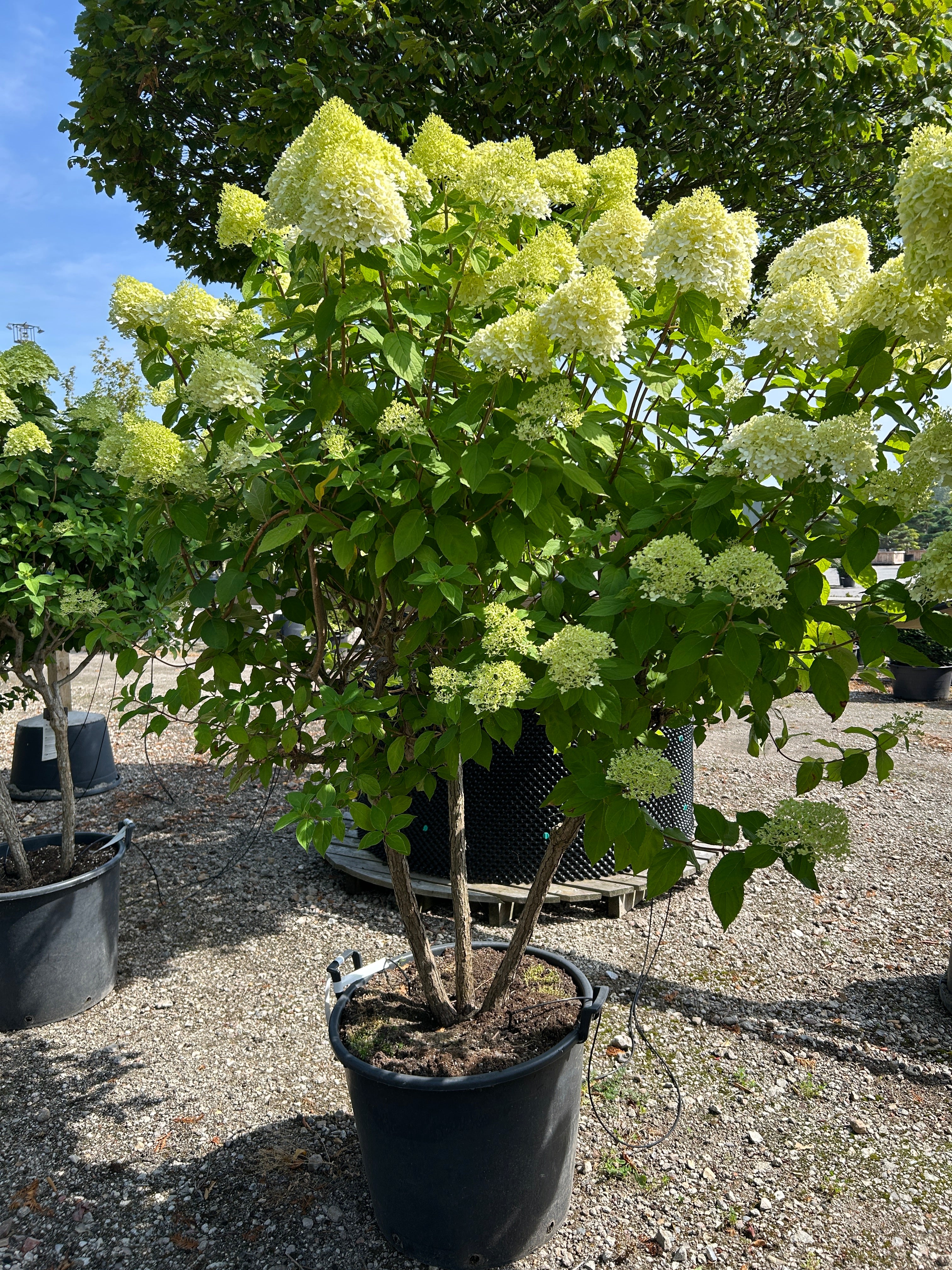 Multistammet syrenhortensia Limelight med flere stærke hovedstammer fra bunden og store, limegrønne og cremehvide blomsterklaser.