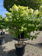 Multistammet syrenhortensia Limelight med flere stærke hovedstammer fra bunden og store, limegrønne og cremehvide blomsterklaser.