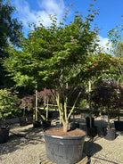 Kraftig skulpturel japansk ahorn, Acer palmatum Osakazuki, flot grønlig glat bark på stammerne