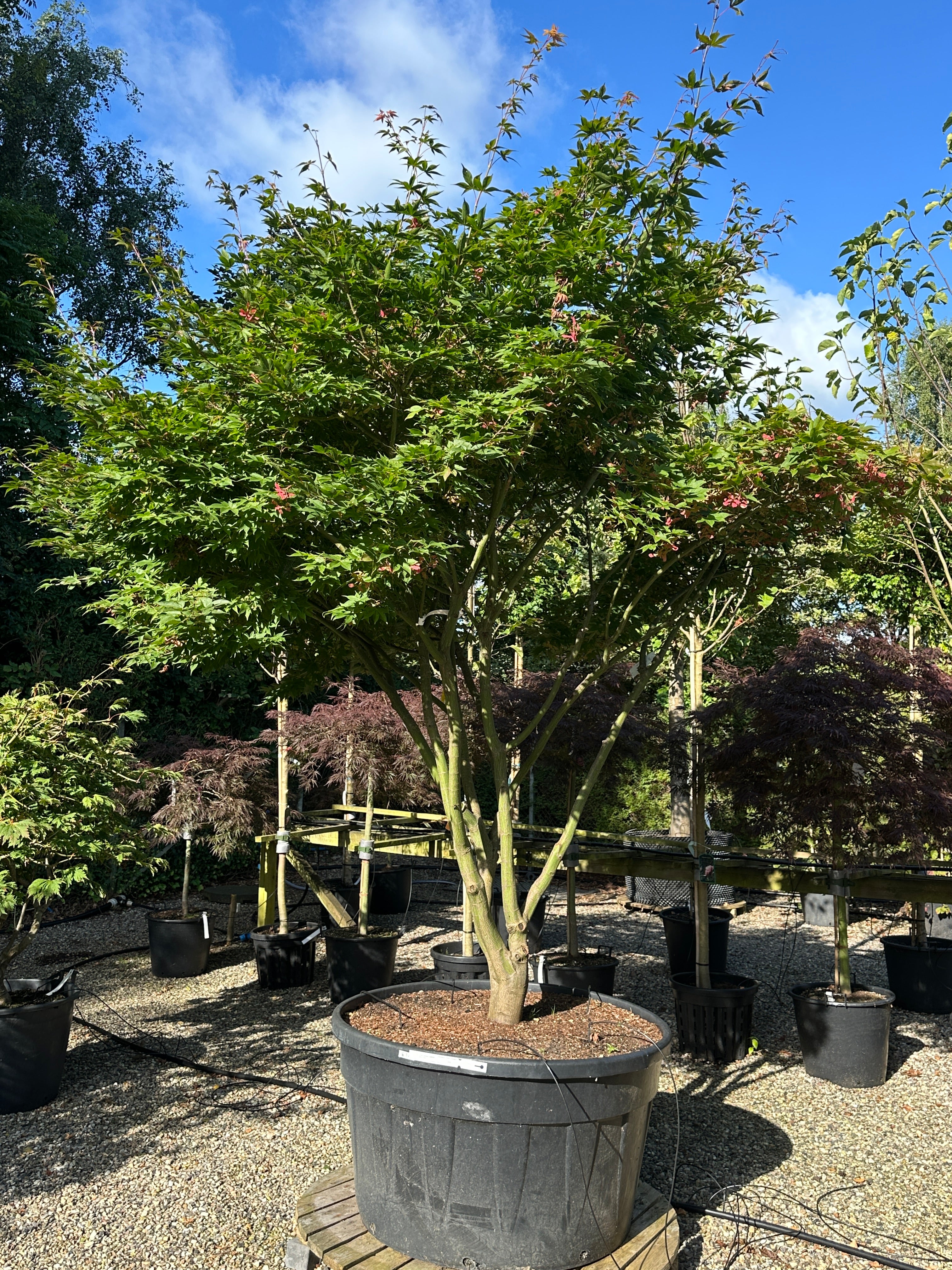 Kraftig skulpturel japansk ahorn, Acer palmatum Osakazuki, flot grønlig glat bark på stammerne