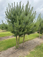 Flotte dekorative multistammet Pinus sylvestris, Skovfyr. 