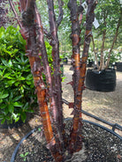 Nærbillede af stammerne på et flerstammet Tibetansk kirsebær - Prunus serrula, der viser den skinnende, mahognirøde bark, som skaller af i papirtynde, vandrette strimler.