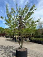 Multistammet æbletræ i sorten Elstar som er lækker saftig, sprødt og kan godt opbevares hvis man har lyst til det. 