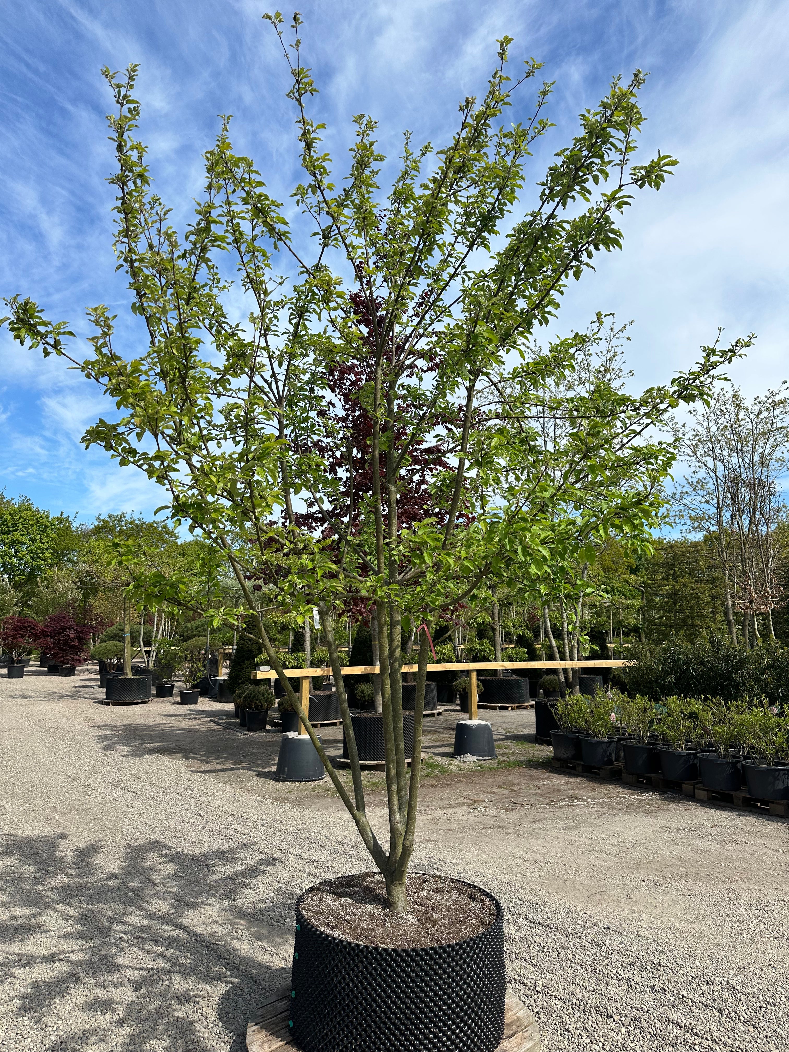 Multistammet æbletræ i sorten Elstar som er lækker saftig, sprødt og kan godt opbevares hvis man har lyst til det. 
