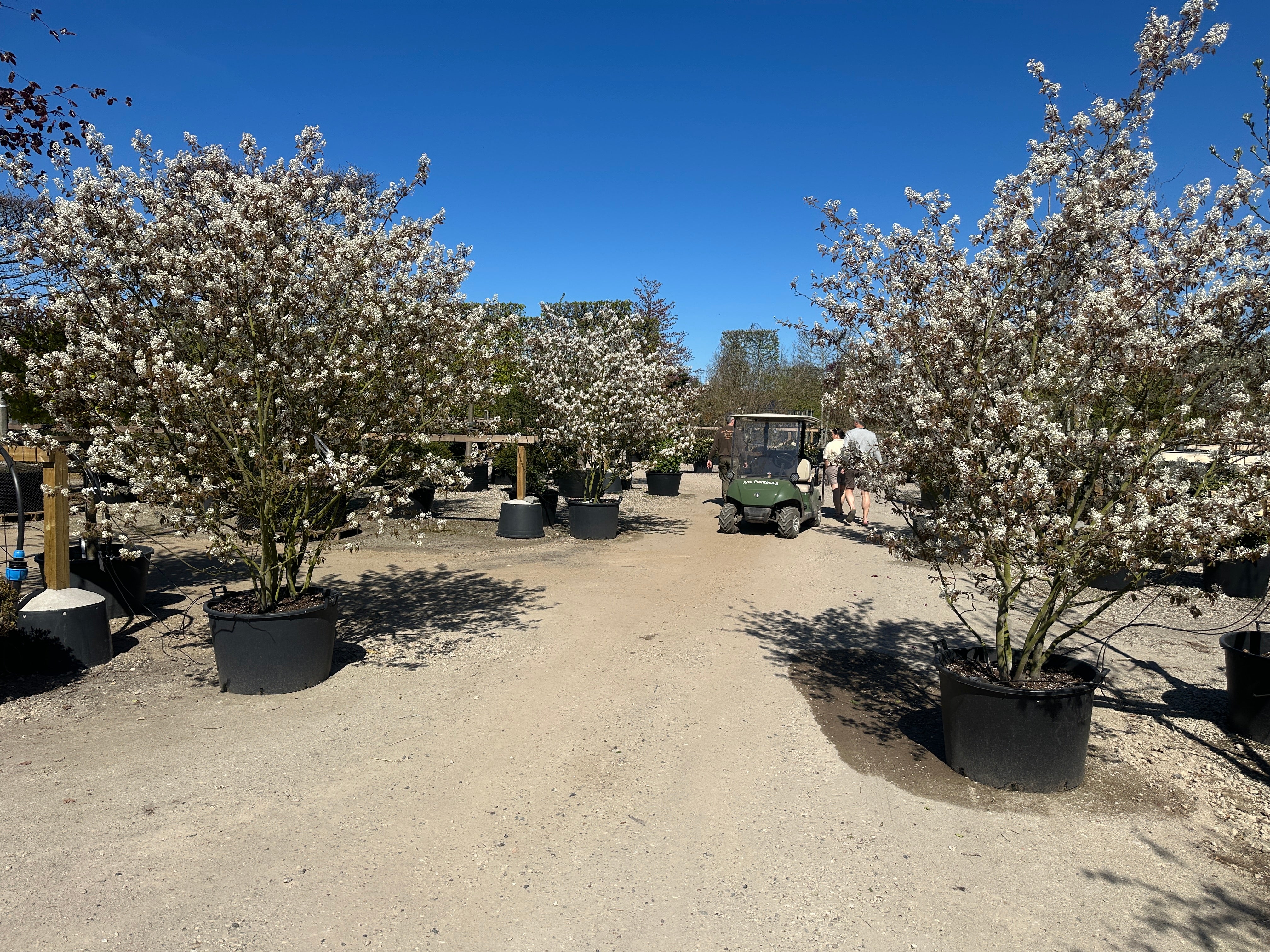 Multistammet bærmispel i fuld forårsblomstring med en sky af kridhvide stjerneformede blomsterklaser på de lette grene